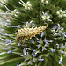20230719 2631CPw [D~LIP] Flachblättriger Mannstreu (Eryngium planum), Grüne Florfliege [Larve] (Chrysoperla carnea s.l.), Bad Salzuflen