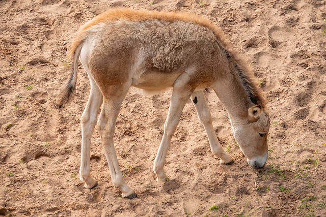 Onager foal