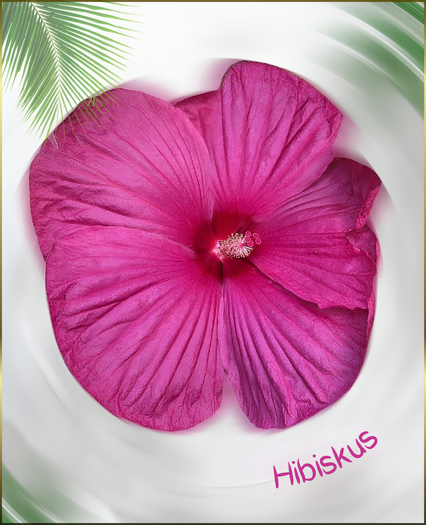 Hibiskus