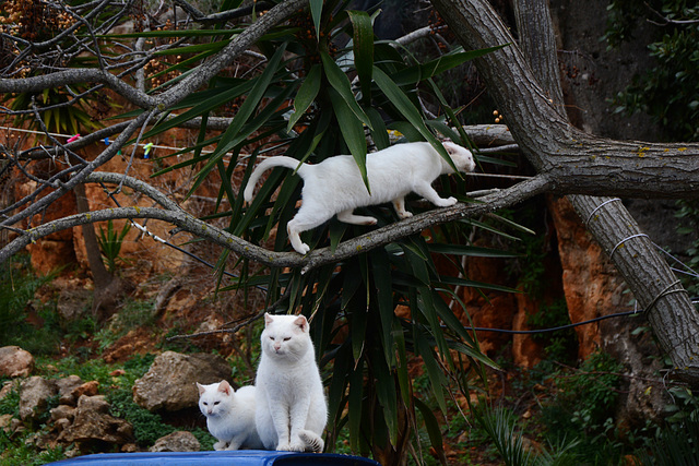Greece, Kerkyra (Corfu), In Searching of a Comfortable Place to Sit