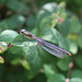 Newly emerged damselfly near my garden pond