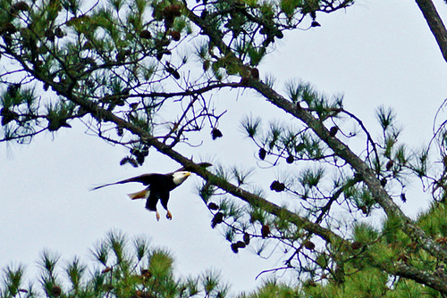 Bald Eagle Flying