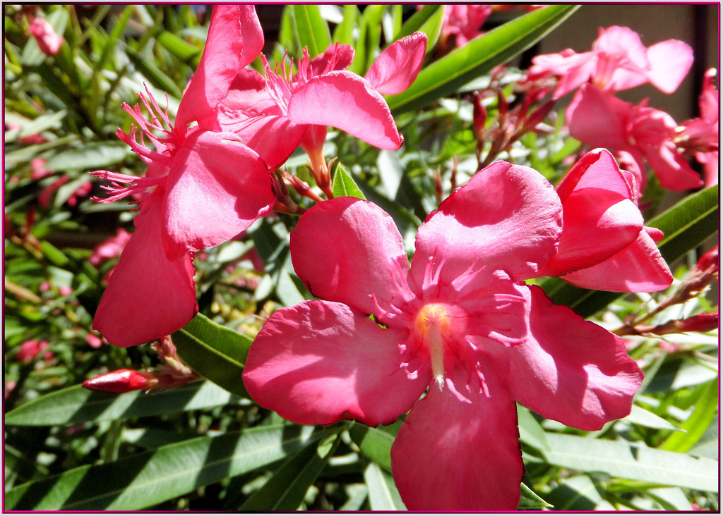 Roter Oleander. ©UdoSm