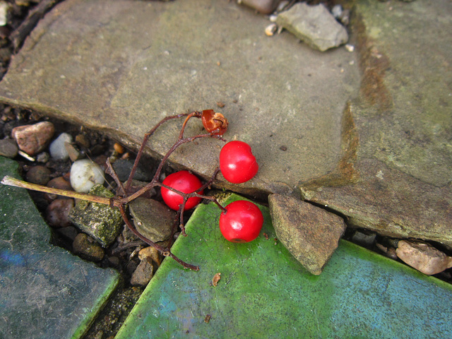 Some rowan berries have fallen off the tree