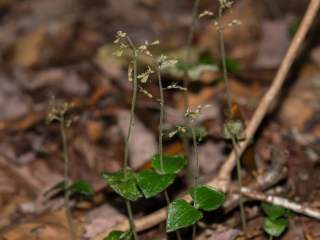 Neottia smallii (Appalachian Twayblade orchid)