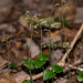 Neottia smallii (Appalachian Twayblade orchid)