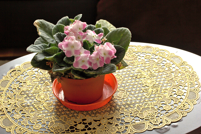 Africanviolet