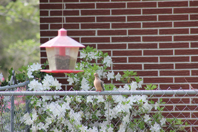 " I wonder if I could perch there on that feeder"