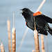 Red-winged Blackbird male