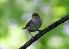 A little wren trying to chase me away.