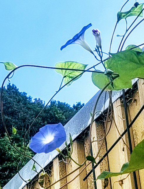 Prachtwinde Trichterwinde Prunkwinde -  Ipomoea