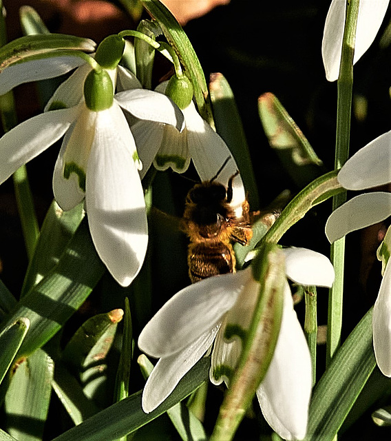 So lovely to see bees again!