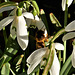 So lovely to see bees again!