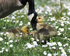 Goslings and wildflowers