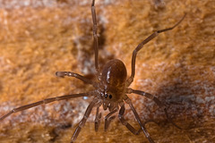 IMG 8667 Harvestman