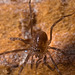 IMG 8667 Harvestman