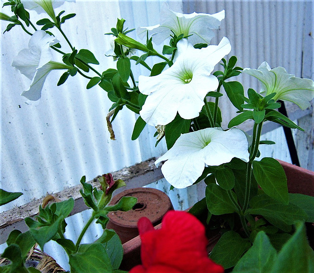 Some more of the petunias in my back porch