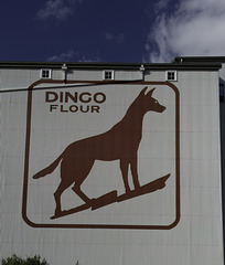 The Big Dingo