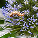 20230719 2637CPw [D~LIP] Flachblättriger Mannstreu (Eryngium planum), Grüne Florfliege [Larve] (Chrysoperla carnea s.l.), Bad Salzuflen