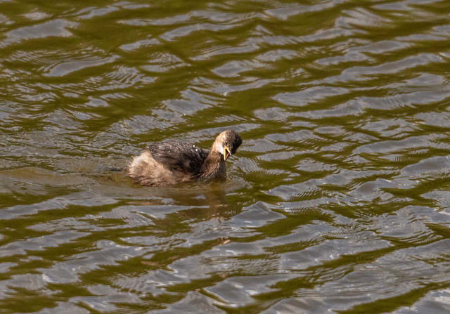 Little grebe