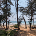 Ombres, arbres et plage / Shady spot with trees and sea view