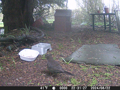 GCT[6] - female blackbird