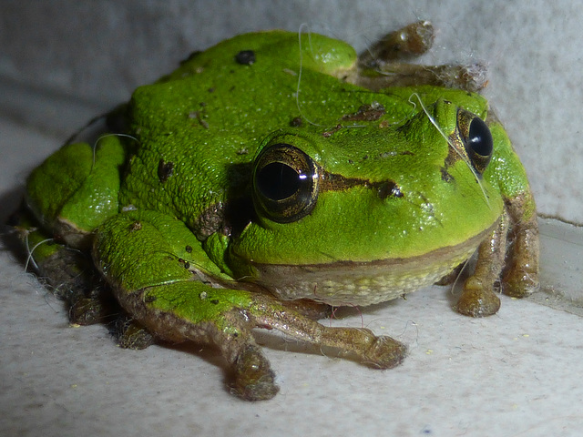 Frosch mit Filzpantoffeln