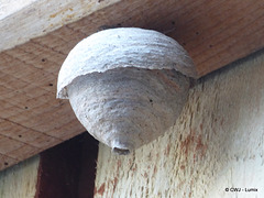 Beware: Wasps' Nest