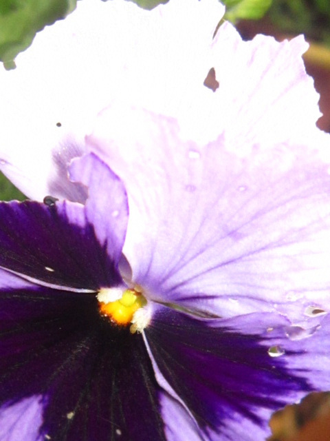 A close up of the pansy