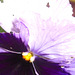 A close up of the pansy