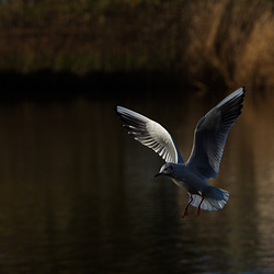 HD-IP-5D3 0098-zus-kontr-beli-scha HD-IP-5D3 0098-zus-kontr-beli-scha