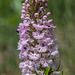 Platanthera psycodes (Small Purple Fringed orchid)