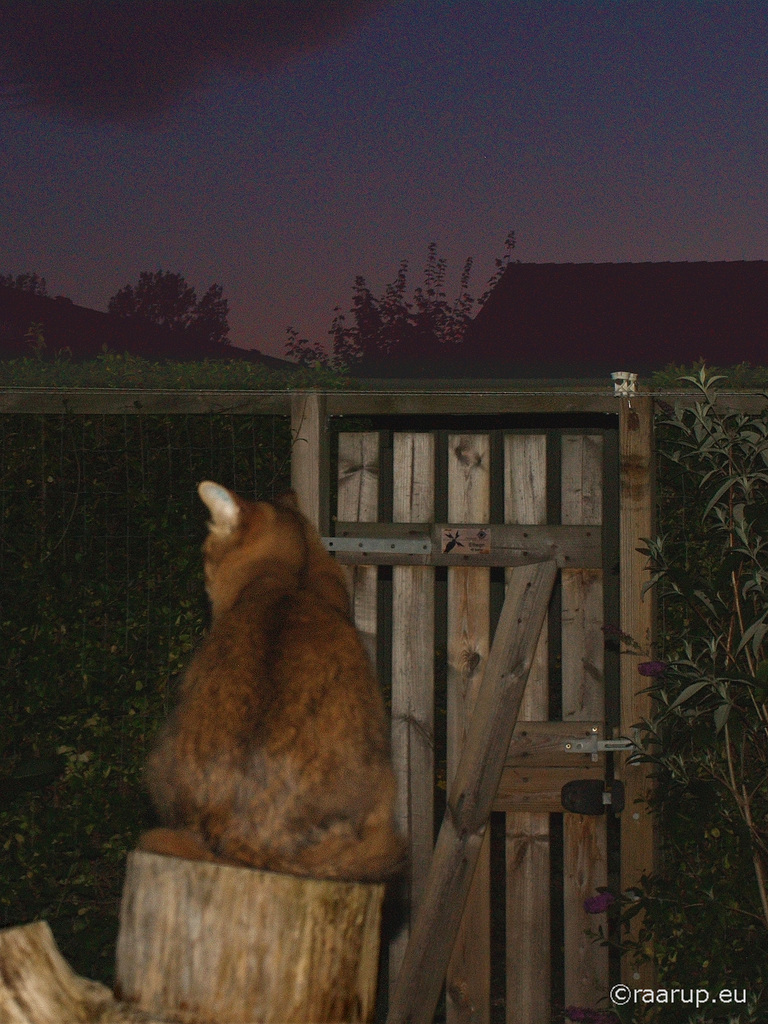 Rags - Nightfall, 2