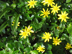 There's a carpet of celandines in the driveway