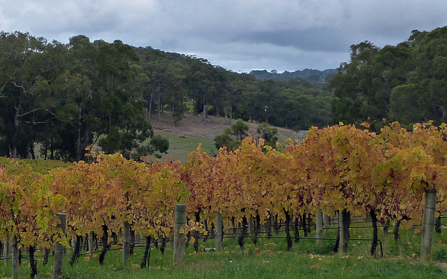 Adelaide hills vines