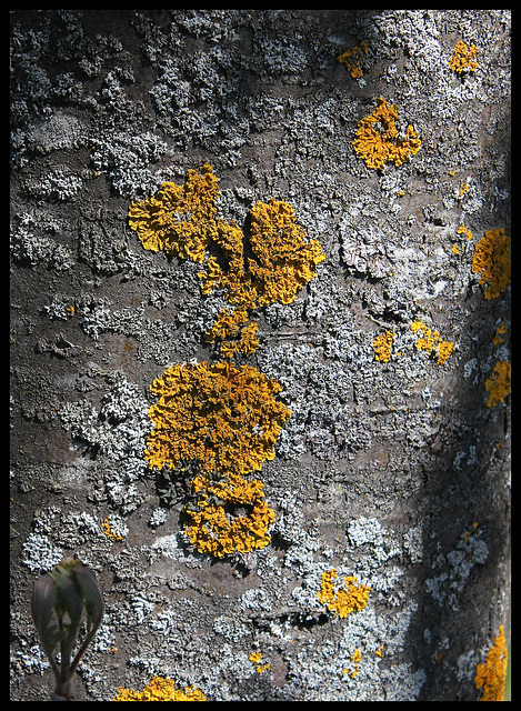 Lichen -xanthorie