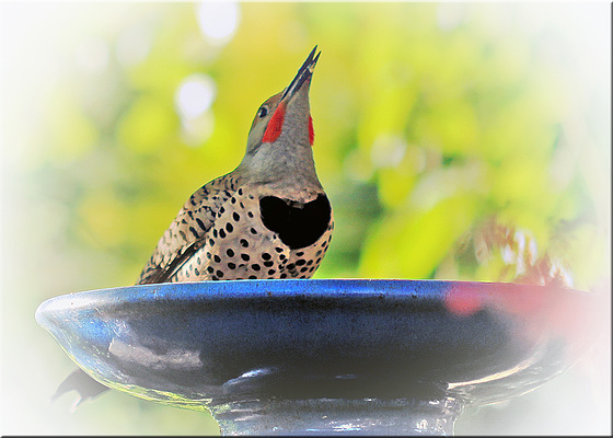 Male Northern Flicker