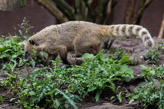 20160812 2144VRAw [D~ST] Südamerikanischer Nasenbär (Nasua nasua), Zoo Rheine