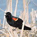 Red-winged Blackbird male