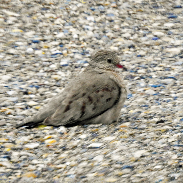 Day 5, Common Ground-Dove, King Ranch, Norias Division