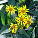 Rosinweed Sunflowers