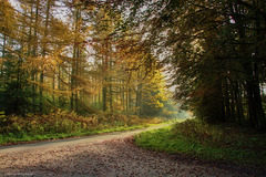 Autumn Forest Road (1 x PiP)