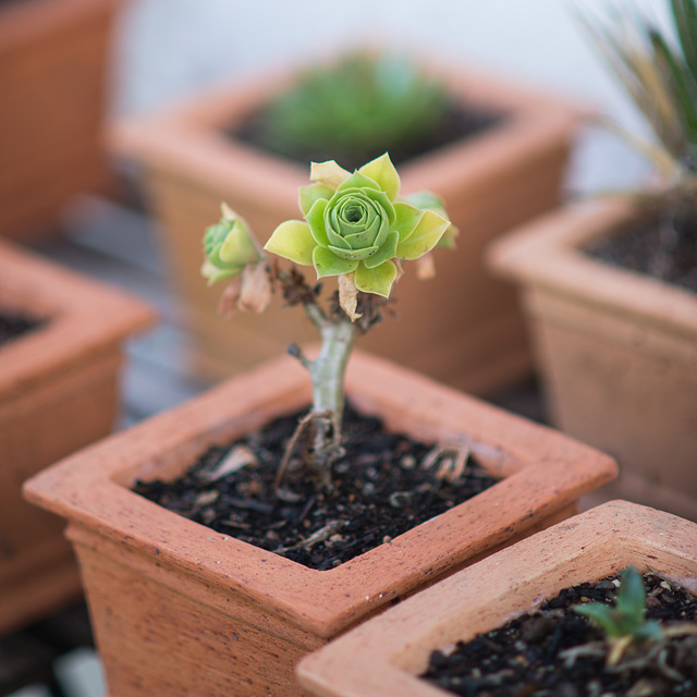 Aeonium