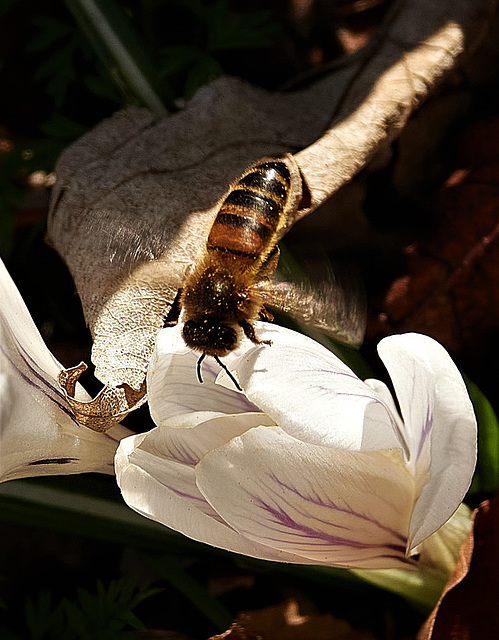 So lovely to see bees again!