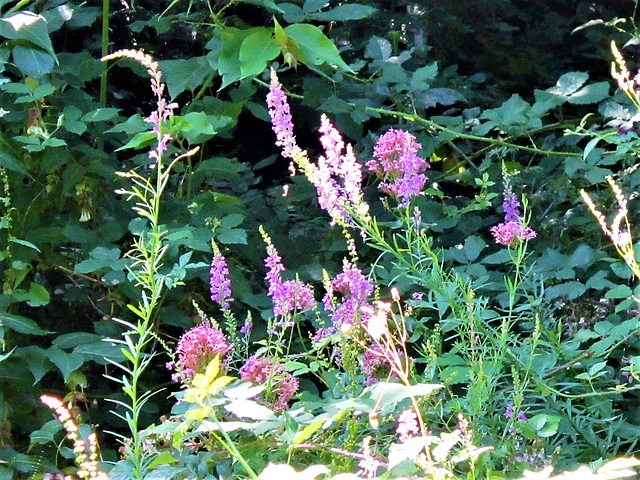 The loosestrife is also growing in other places on the drive