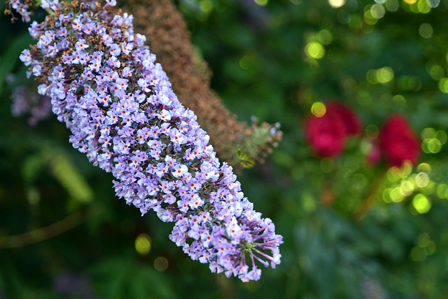 Buddleia & Butterflies