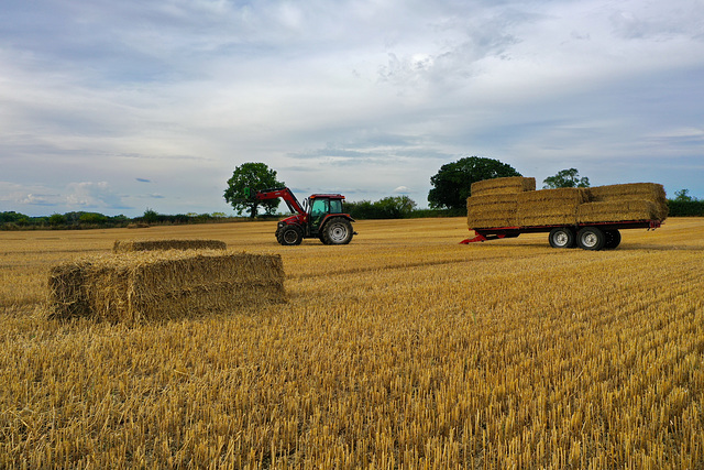 Tractor, trailer, bales and that tree