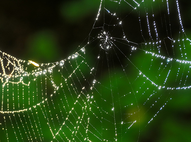 spiderless spiderweb