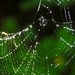 spiderless spiderweb