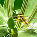 20230719 2643CPw [D~LIP] Flachblättriger Mannstreu (Eryngium planum), Langbauchschwebfliege (Sphaerophoria scripta) [m], Bad Salzuflen